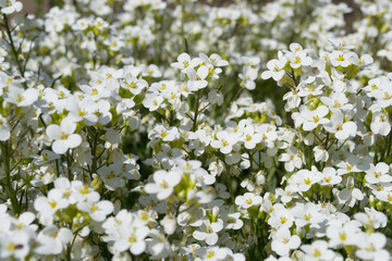 white flowers in the garden