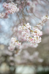Branch of a blossoming tree with beautiful pink flowers