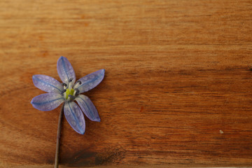 Fototapeta premium floral texture beautiful nature background