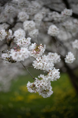 Branch of a blossoming tree with beautiful white flowers