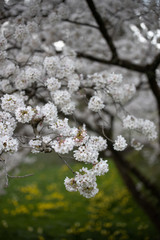 Branch of a blossoming tree with beautiful white flowers