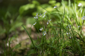 roślina © kolorowekadry