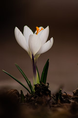 Obraz premium crocus in snow