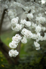 Branch of a blossoming tree with beautiful white flowers