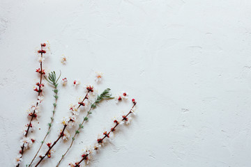 Cherry blossoms and green plants on a gray concrete background with top view and flat lay copy space.