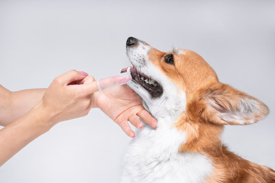 The owner or veterinarian is brushing with a special silky brush teeth a cute dog Welsh corgi. Healthcare recommendations of veterinarian