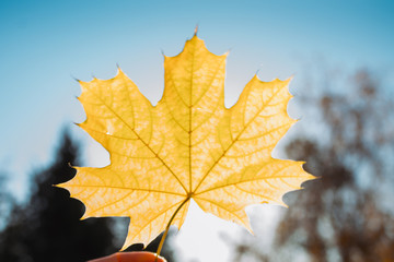 autumn, leaf, fall, maple, nature, tree, leaves, yellow, season, forest, red, orange, color, foliage, bright, branch, plant, park, seasonal, colorful, beautiful, closeup, beauty, colors, sunlight