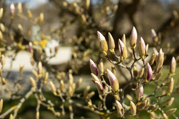 Magnolia tree. Magnolia buds. Magnolia tree branch with flower buds