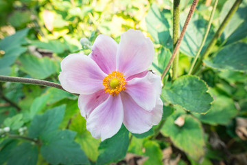 Anemone Hupehensis  var. japonica, pink flower, Ranunculaceae, native to Japan and China