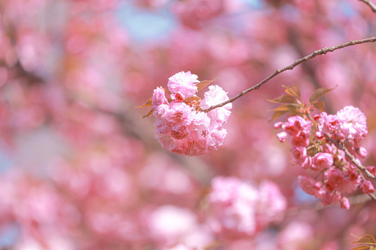 Spiringtime Blossoms