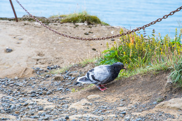 Rock dove on Dyrholaey peninsula in Iceland