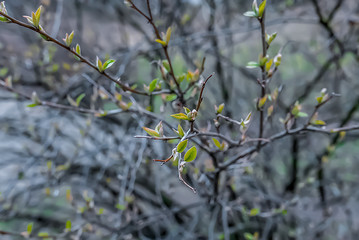 Branch of tree with young leafs. Concept of spring.