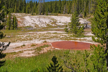 Dying Thermal Area in the Wilderness