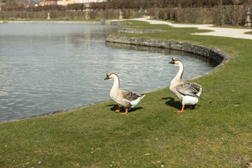 Couple of gray gooses on green field