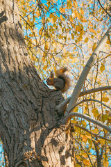  big tree, squirrel in the park