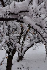 There is a thicker layer of snow on the thin and thick branches. Snow was attacking the trees and the ground.