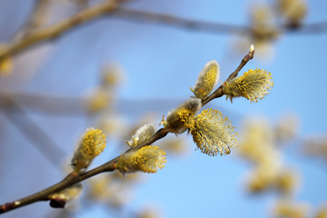 Pussy willow flowers on the branch, blooming verba in spring forest on blue sky background. Palm Sunday symbol, yellow catkins in sunny day