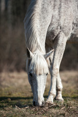 Portrait of gray horse grazing on green grassland