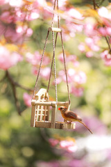 Spiringtime Blossoms