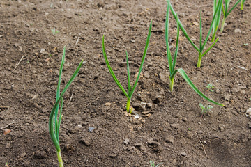 Garlic plants on the ground / Early garlic plants on the ground in spring close-up