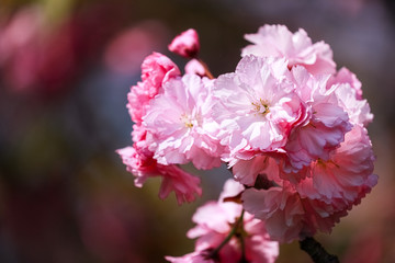 Spiringtime Blossoms