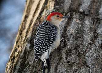 Redbellied Woodpecker