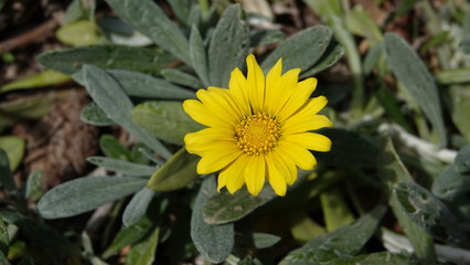 yellow flower in garden