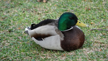 duck on grass