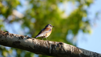 sparrow on a branch