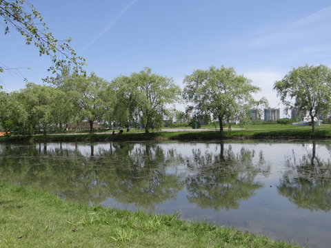 Tree Landscape, Belle Isle, Michigan