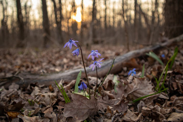 Spring in the forest. Forest flowers. Siberian Squill. Wild flowers.