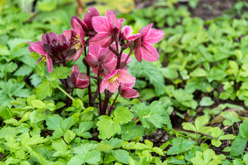 Pink hellebore blooming in a garden on a wet spring day