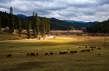 Sun spot light in pasture with cattle in Idaho
