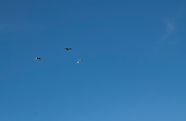 Três pássaros no céu azul