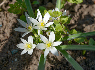 Close-up many bright white flowers of Star of Bethlehem (Ornithogalum) plant with  green lance-shaped leaves are in bright spring  sunlight.