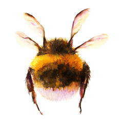 Bumblebee/bee watercolor drawing. Isolated objects. Insects - 334020568