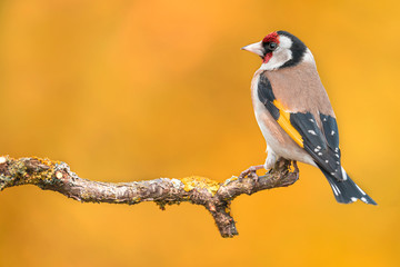 European Goldfinch (Carduelis carduelis) sitting on the branch..