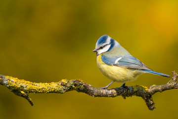 Eurasian blue tit - Cyanistes caeruleus