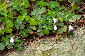 Green clover, Oxalis, with delicate white flowers, on a forest floor growing against a rock