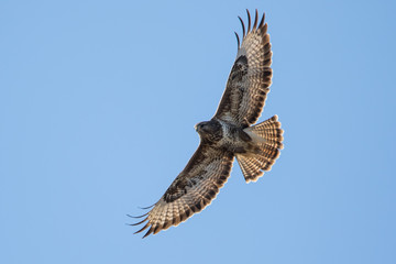 Sunny buzzard incoming