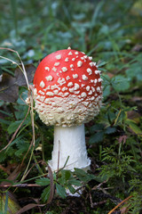 Amanita muscaria, psychedelic mushroom