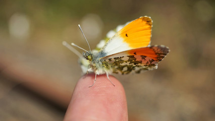 Obraz premium Nahansicht eines Aurorafalters