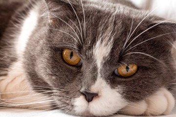 Scottish fold, short-haired cat. Close-up of the head, muzzle with yellow eyes.