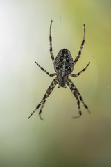 A Spider with a beautiful striped pattern waiting in its Cobweb on the Balcony for Prey
