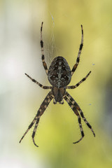 A Spider with a beautiful striped pattern waiting in its Cobweb on the Balcony for Prey