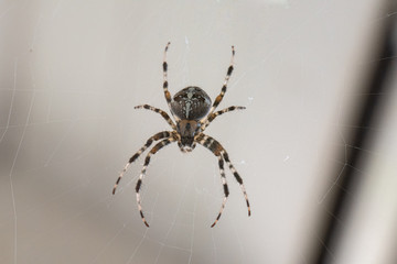 A Spider with a beautiful striped pattern waiting in its Cobweb on the Balcony for Prey