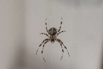 A Spider with a beautiful striped pattern waiting in its Cobweb on the Balcony for Prey