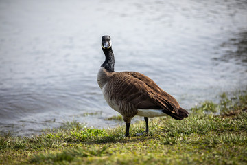 Goose