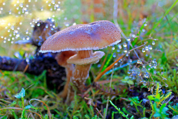 Pilze und Schwammerl in österreichischen Wäldern