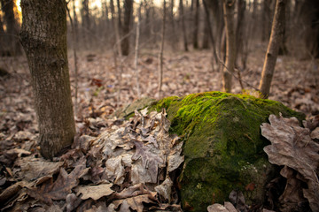 Fallen leaves in the forest. Moss on the stone. Beautiful nature. Macro.